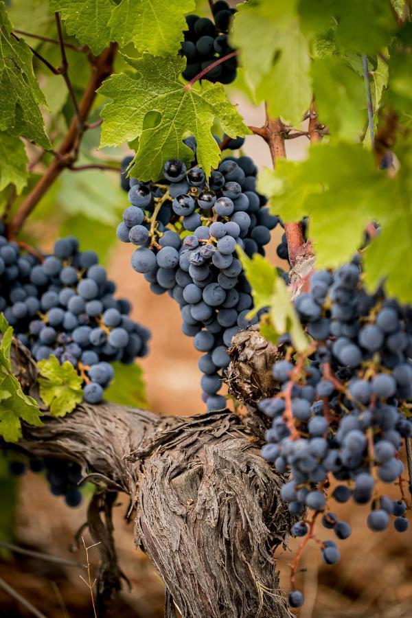 Domaine Rabiega Hotel Clos Dière Draguignan Esterno foto